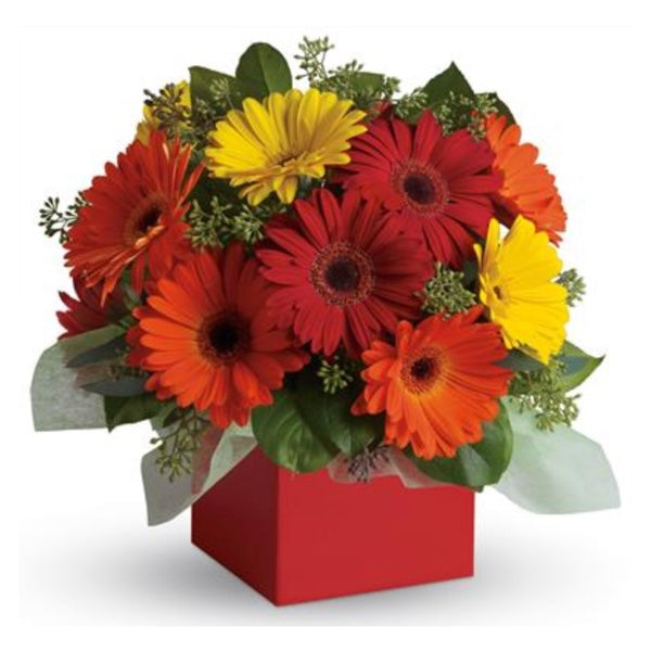 Glorious Gerberas - caringbahflowersgifts