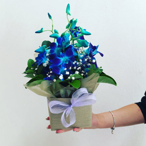 Blue orchid box - caringbahflowersgifts